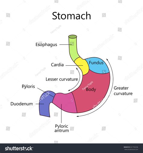 Vektor Stok Anatomy Human Stomach Internal Structure Vector (Tanpa