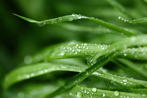 무료 이미지 하락 이슬 성장 비 잎 젖은 어린 녹색 자연스러운 신선한 식물학 플로라 선도 닫다