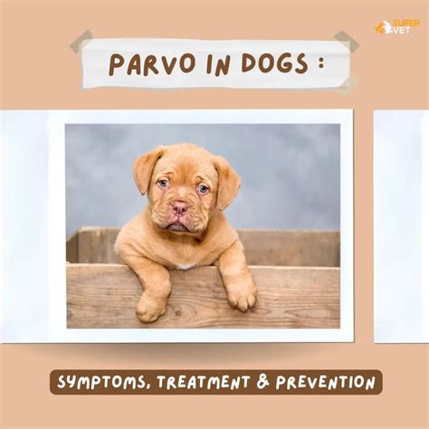 Parvo In Dogs Symptoms Treatment And Prevention Supervet