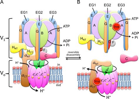 the-structure-of-atp-is-most-closely-related-to-wasfa-blog