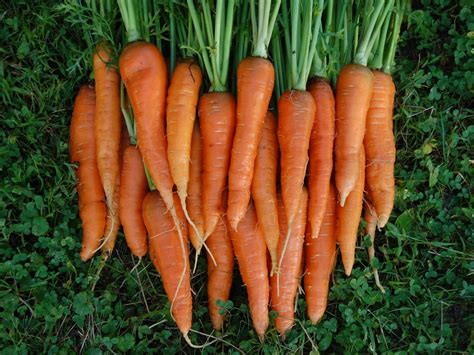 Growing Carrots Garden To Table Goodness Hgtv