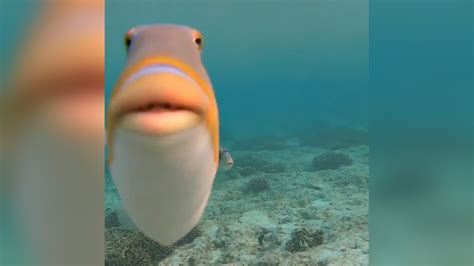 Fish Meme Close Up Fisherjullla