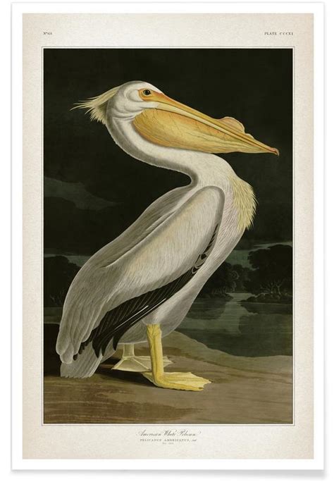 Audubon White Pelican Poster Juniqe