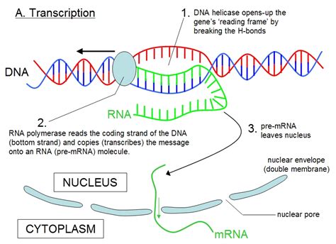 During Transcription What Does Messenger Rna Do Socratic