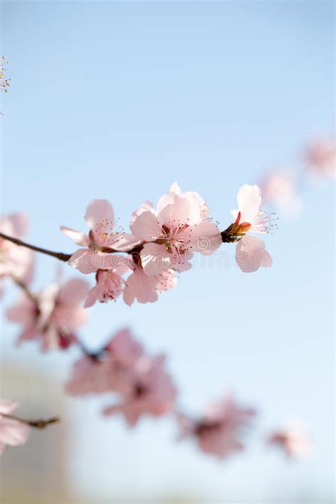 Under The Blue Sky Cherry Blossoms Stock Image Image Of Leisure
