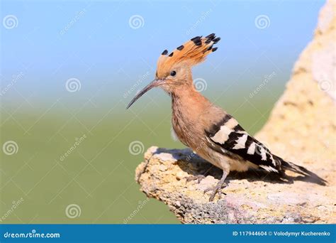 Extra Close Up And Detailed Photo Of A Hoopoe Female Sits On A Stone