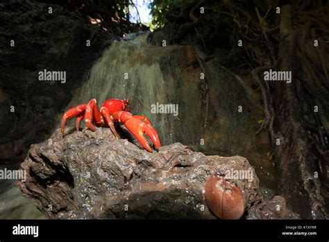 Christmas Island Red Crab At Hughes Dale Waterfall Gecarcoidea Natalis