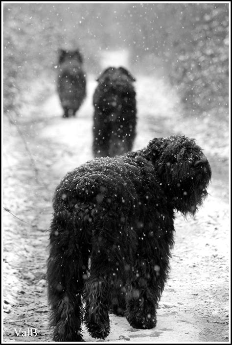 A Black Dog Is Walking In The Snow With Two Other Dogs Behind Him On A
