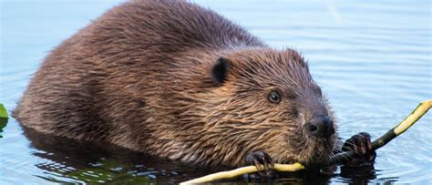 Beaver Animal Facts A Z Animals