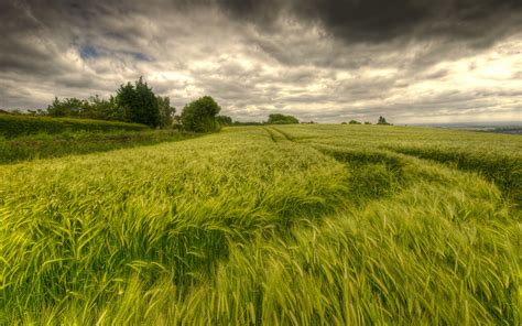 Nature Landscapes Fields Grass Wheat Trees Sky Clouds Hdr