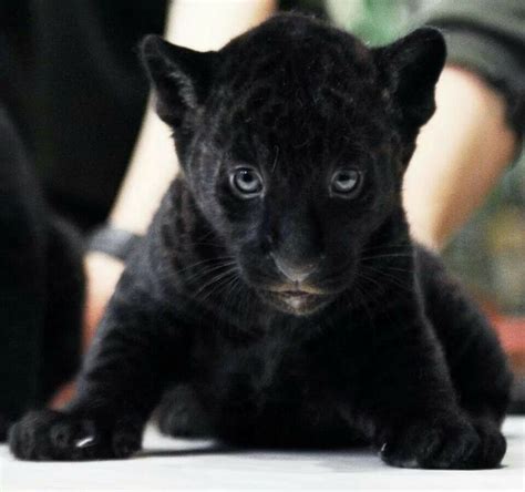 Baby Black Panther Pantherlepordtigerslions Pinterest