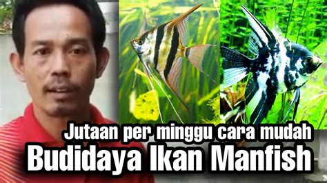 Budidaya Ikan Manfish Income Jutaan Rupiah Perminggu Cara Mudah Merawat