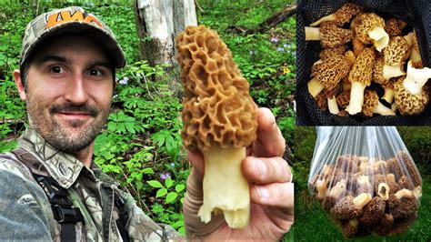 30 Best Morel Mushrooms Hunting Best Recipes Ideas And Collections