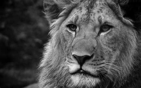 Looking for the best wallpapers? Black and white lions Wallpapers HD / Desktop and Mobile ...