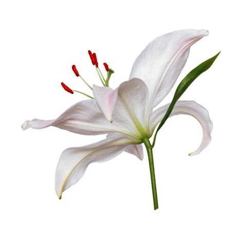 930 White Lily Stock Photos Pictures And Royalty Free Images Istock
