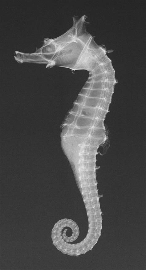 Amazing Images Of Animals And Plants Under An X Ray Barnorama