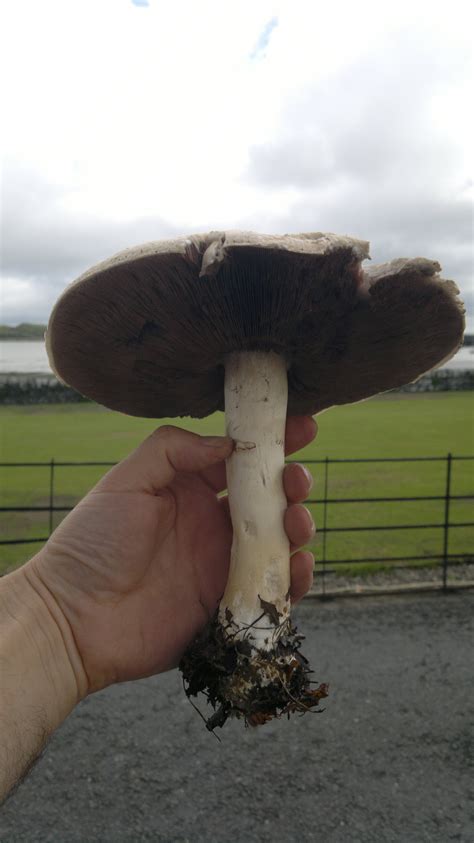 Mushrooms And Toadstools Whats The Difference Galloway Wild Foods