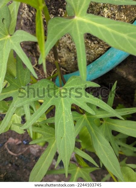 Daun Ubi Jalar Ipomoea Batatas Herbal Stock Photo 2244103745 Shutterstock