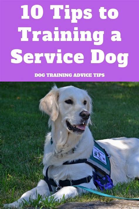 10 Tips To Training A Service Dog Dog Training Advice Service Dogs