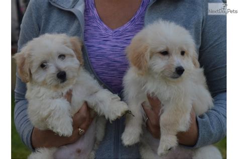 Pomapoo Puppies Female Pomapoo Puppy For Sale In San