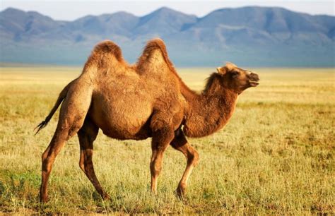 Taking it one step further, camels, ostriches and kangaroo rats all have specialised respiratory systems that in between is a long and convoluted air passage. Bactrian Camel Facts, Information, Hd pictures and all details