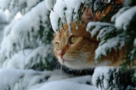 Keeping Cats Warm And Safe During Winter