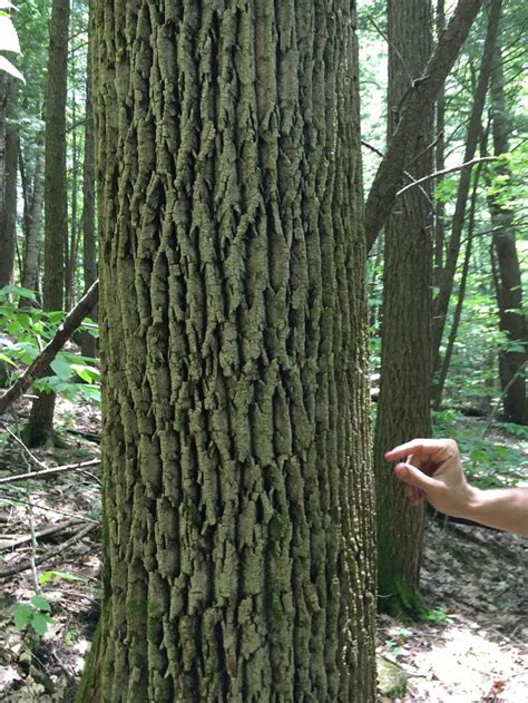 White Ash Bark Tree Identification Trees To Plant Tree Roots