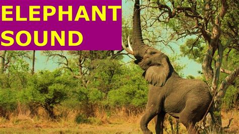 Elephant Sound How Does An Elephant Trumpet And What Sounds Does An