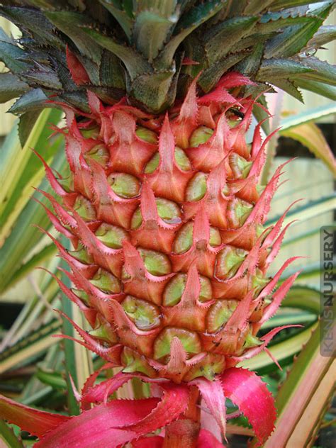 Xl Rarely Offered Royal Hawaiian Pineapple Kens Nursery