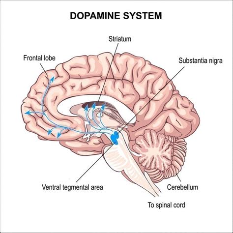 Qu est ce que la dopamine et à quoi sert elle Questions Réponses