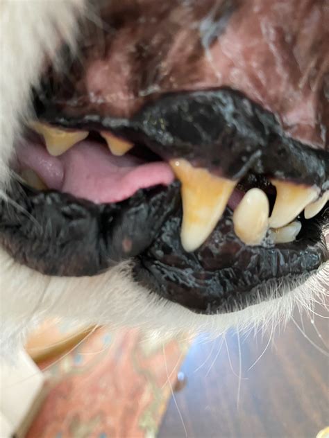 My Dogs Gums Are Black Above Teeth And I Found Two Masses On The Roof