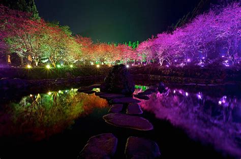 10 Breathtaking Cherry Blossom Photos Taken At Night Design Swan