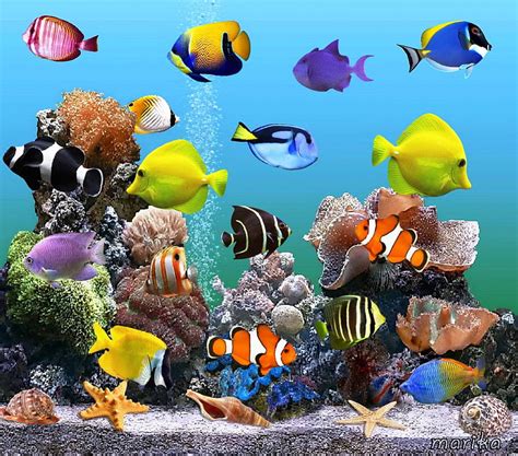 Marine Aquarium Live Seashells Underwater Reef Fishes Aquarium