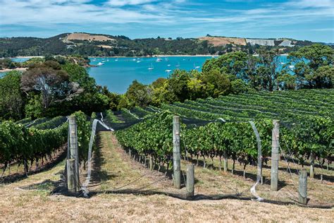 Waiheke Island Vineyards And Art Day Trip From Auckland Kated