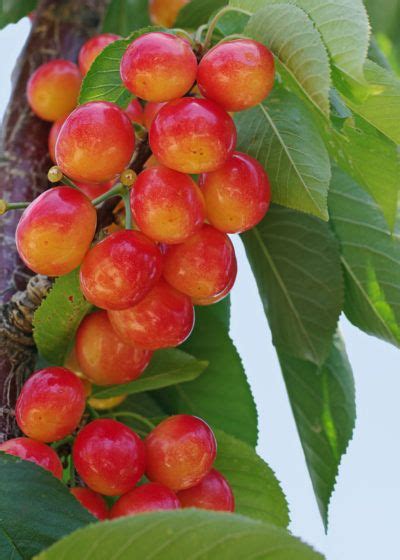Zone 4 Cherry Trees Choosing And Growing Cherries In Cold Climates