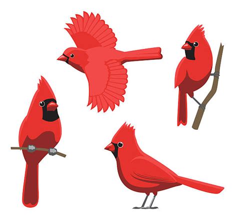 Royalty Free Cardinal Bird Clip Art Vector Images And Illustrations Istock
