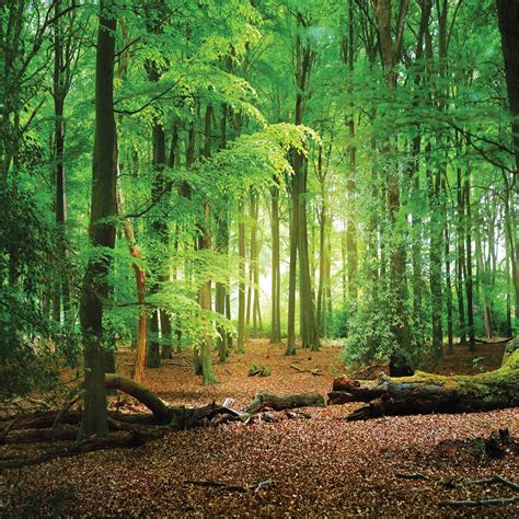 Buy Sjoloon 10x10ft Spring Green Forest Thin Vinyl Photo Backdrops
