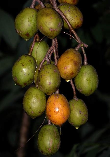 Kedondong (indonesia) is the fruit of plants belonging to the tribe mango (anacardiaceae). Ambarella: DWARF #6 / (Malaysia = Buah Kedondong) | Flickr ...