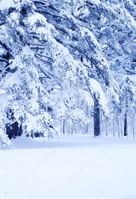 Winter Wonderland — Stock Photo © Jarenwicklund 3519232