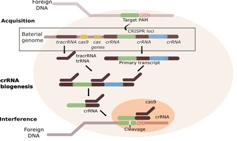 A Quick Introduction To CRISPR