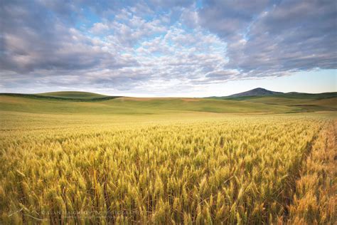 Wheat Fields Palouse Washington Alan Majchrowicz Photography