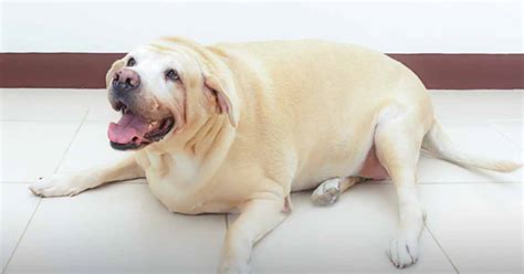 Overweight Labrador Retrievers