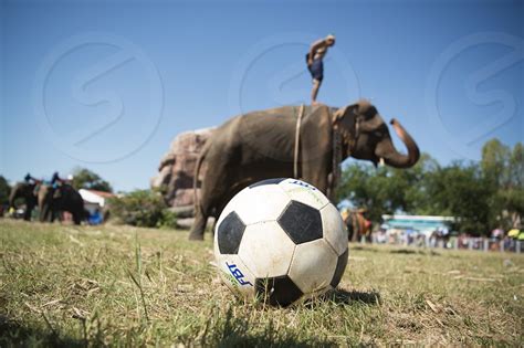 A Elephant Soccer Game At The Big Elephant Show In The Stadium At The