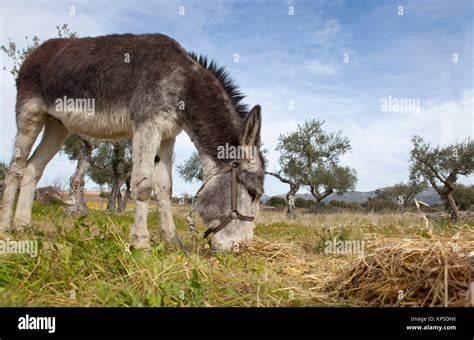 Donkey Grazing Closeup Stock Photo Alamy