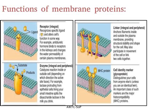 Following are the functions of membrane proteins: 2. Structure of cell membrane & transmembrae movements of ...