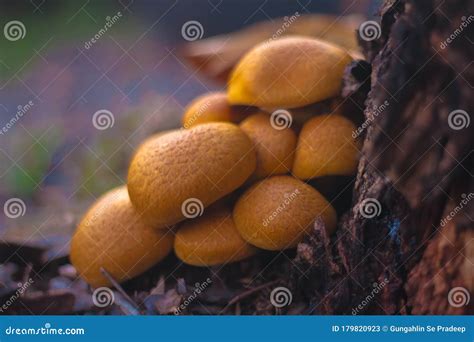 Wild Mushrooms Growing On A Tree Trunk Stock Image Image Of Wood