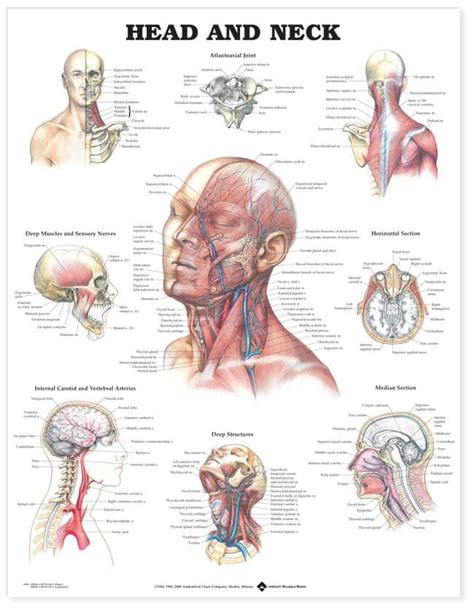 Anatomical Chart Series Anatomy And Injuries Of The Head And Neck
