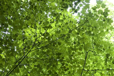 Зеленые Листья Дерева Фото Telegraph