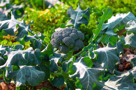 Harvest Broccoli And Cauliflower Kellogg Garden Organics