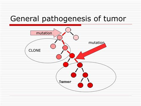 Ppt Tumor Pathogenesis Powerpoint Presentation Free Download Id
